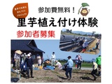 「里芋植え付け体験」参加者募集!!