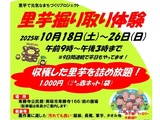 里芋掘り取り体験の実施について